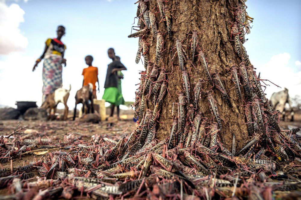LOCUSTS - AFRICA - AP 4-10-2020 1.jpeg